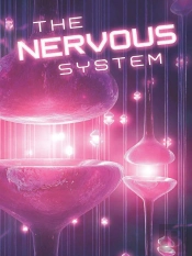 Nervous System