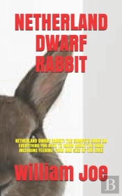Netherland Dwarf Rabbit