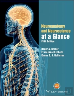 Bertrand.pt - Neuroanatomy And Neuroscience At A Glance