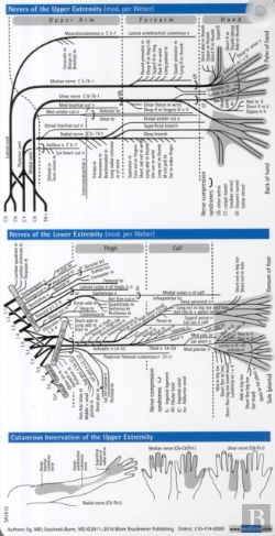 Bertrand.pt - Neurology Pocketcard Set