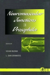 Neuromuscular Junctions In Drosophila