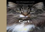 New Photography Of The Cat.