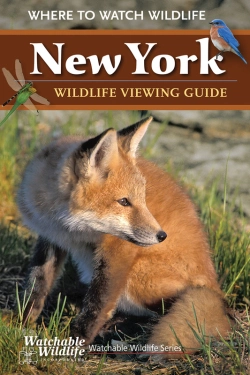 Bertrand.pt - New York Wildlife Viewing Guide