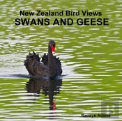 New Zealand Bird Views