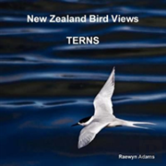 New Zealand Bird Views : Terns