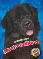 Newfoundlands