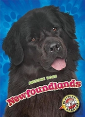 Newfoundlands