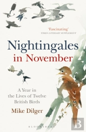 Nightingales In November