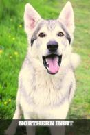 Northern Inuit