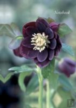 Bertrand.pt - Notebook Hellebore