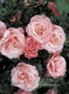 Notebook Rose