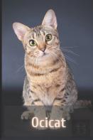 Ocicat