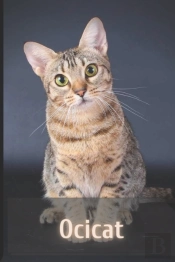 Ocicat