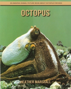 Bertrand.pt - Octopus
