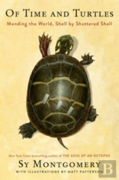Of Time And Turtles