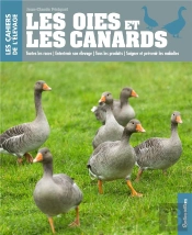 Oies Et Canards