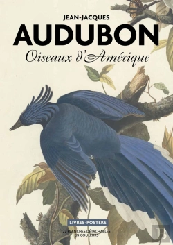 Bertrand.pt - Oiseaux D'Amérique