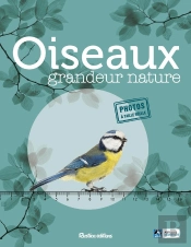 Oiseaux Grandeur Nature