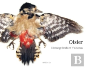 Oisier