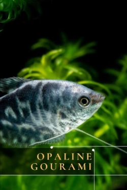 Bertrand.pt - Opaline Gourami