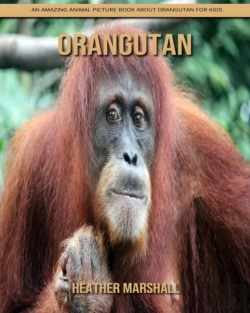 Bertrand.pt - Orangutan