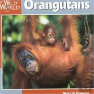 Orangutans