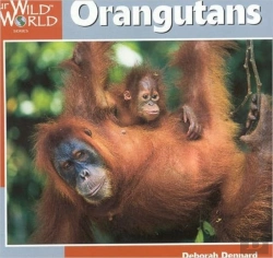 Bertrand.pt - Orangutans