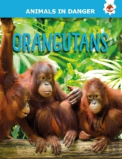 Orangutans