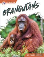 Orangutans