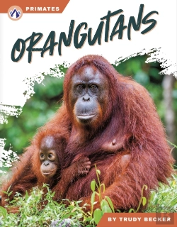 Bertrand.pt - Orangutans