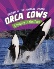 Orca Cows