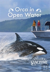 Orca In Open Water