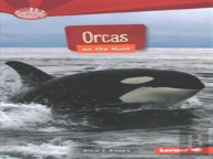 Orcas On The Hunt