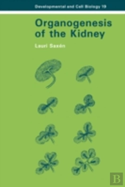 Bertrand.pt - Organogenesis Of The Kidney