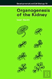 Organogenesis Of The Kidney