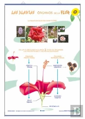 Organos De La Flor ; La Reproduccion