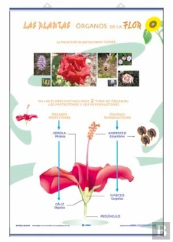 Bertrand.pt - Organos De La Flor ; La Reproduccion