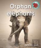 Orphan Elephants