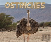Ostriches