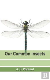 Our Common Insects