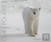 Ours Polaires