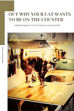 Bertrand.pt - Out Why Your Cat Wants TãÂ¾ Be On ThãÂµ Counter
