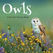 Owls, A No Text Picture Book