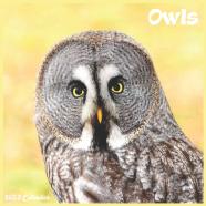 Owls Calendar 2022
