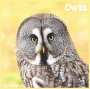 Owls Calendar 2022