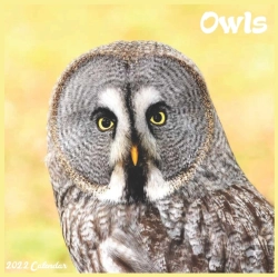Bertrand.pt - Owls Calendar 2022