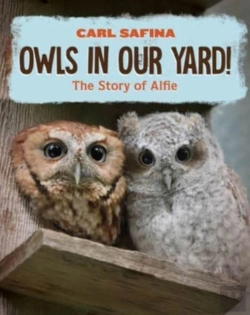 Bertrand.pt - Owls In Our Yard!