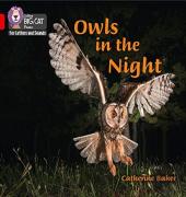 Owls In The Night
