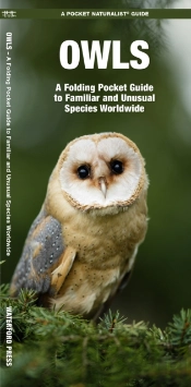 Owls