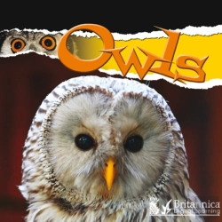 Bertrand.pt - Owls